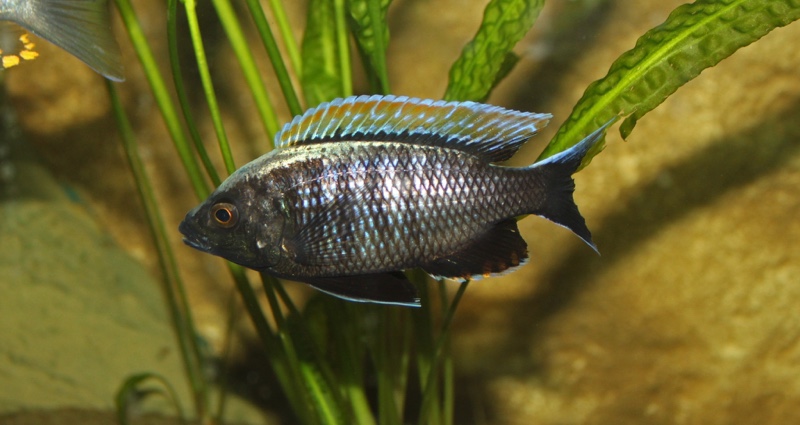 Copadichromis sp. 'firecrest' Gome